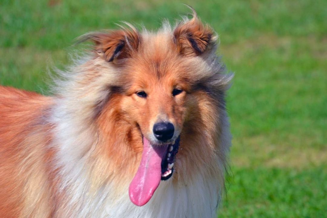 Why do dogs pant pettable esa experts